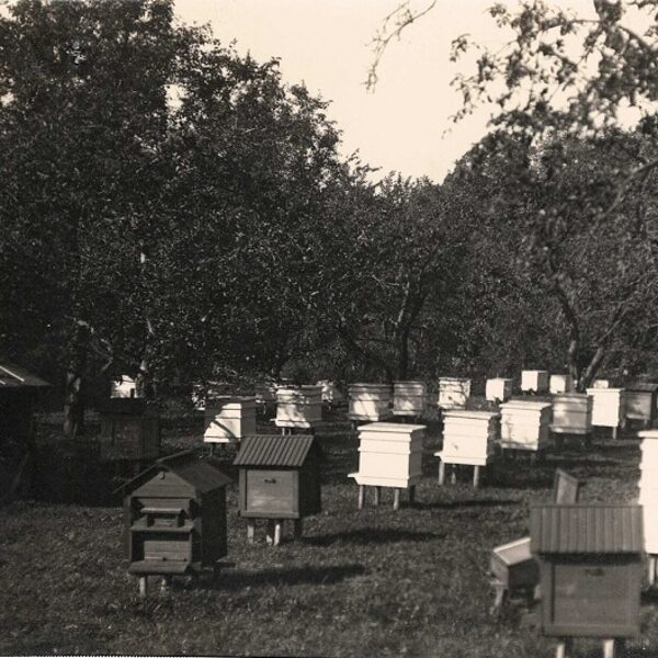 Višķu dārzkopības skolas bišu drava, 1932